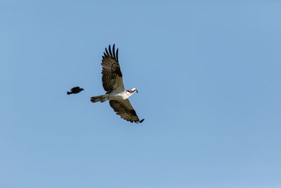 Low angle view of eagle flying against clear blue sky