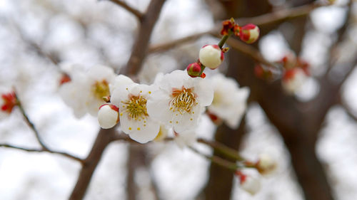 Close-up of cherry blossoms