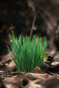 Close-up of plant growing on land