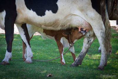 Cows grazing on field