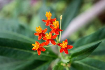 Close-up of orange flowering plant