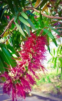 Close-up of red flowering plant