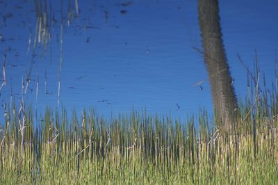 Grass growing in water
