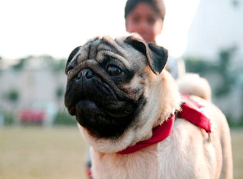 Close-up portrait of pug