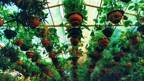 Low angle view of plants hanging on tree