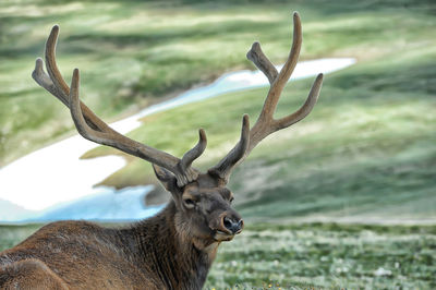 Deer on a field