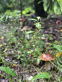 Close-up of mushroom growing on field