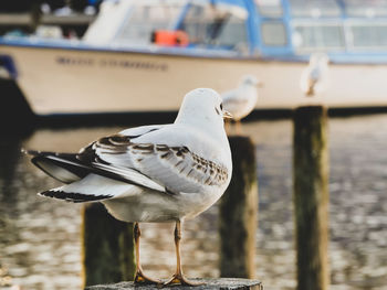 Close-up of seagull perching on wooden post with boat in background 