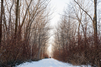 Trees in forest during winter