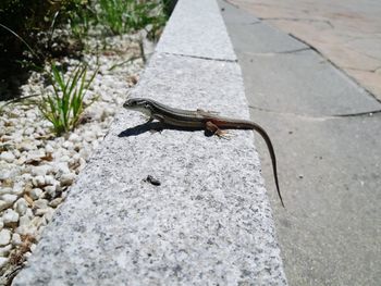 Close-up of insect on retaining wall