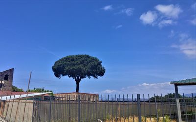 Trees on field against blue sky