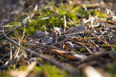 Close-up of grass growing on field