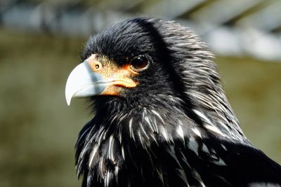 Close-up of a bird looking away