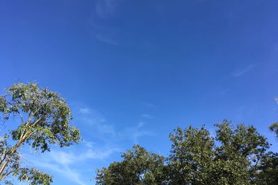 Low angle view of trees against blue sky