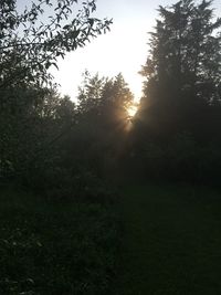 Trees in forest against sky