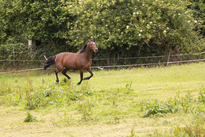 Horse brown runing in the pasture