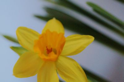 Close-up of yellow flower blooming against sky