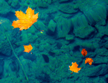 Close-up of orange leaves floating on water