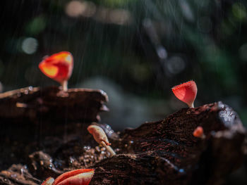 Close-up of red leaf in water