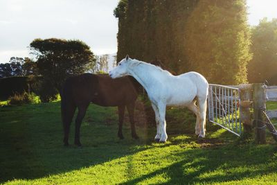 Horse grazing on field against sky