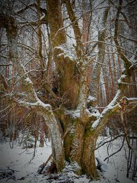 snow