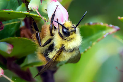 Close-up of honey bee on flower