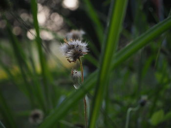 Close-up of dandelion flower on field