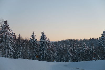 Trees on snow covered land against sky