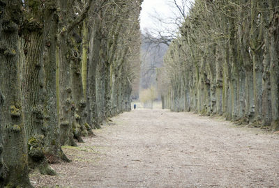 Dirt road amidst trees in forest