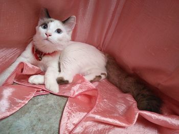 High angle view of cat sitting on bed