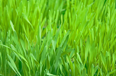 Full frame shot of fresh green field