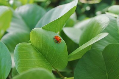 Close-up of ladybug on leaf