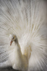 Close-up of a bird