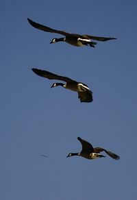 Low angle view of bird flying against clear blue sky