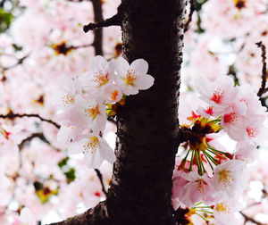 Close-up of white flowers blooming on tree
