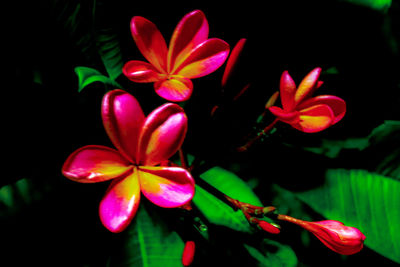 Close-up of pink flowering plants