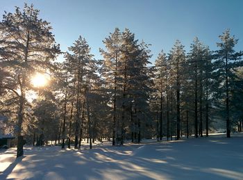 Road passing through trees