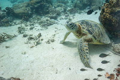 reef