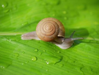 Close-up of snail