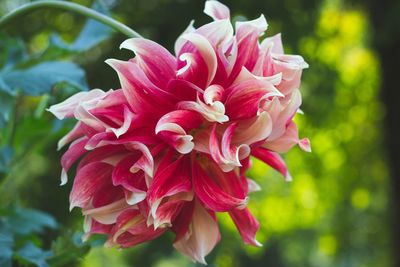 Close-up of pink rose flower