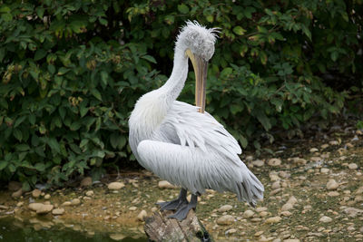 White duck