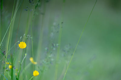 Close-up of yellow flowering plant on field