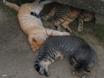 High angle view of cat sleeping