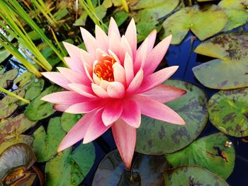Close-up of lotus water lily in lake