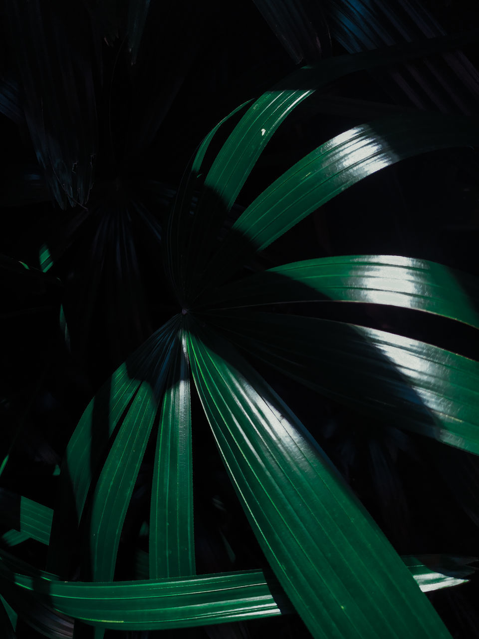 HIGH ANGLE VIEW OF PALM LEAF AT NIGHT