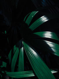 High angle view of palm leaf