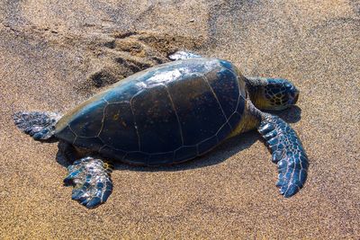 High angle view of turtle on beach at hawaii