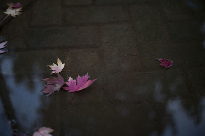 Close-up of flowers against water
