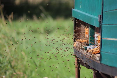 Bees fly to the beehive