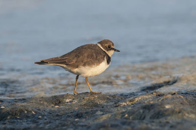 Close-up of bird perching on rock